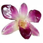 Orchidée Rose Pince Cheveux Broche Boutonnière 