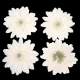 4 marguerites ivoire artificielles en tissu - fleurs ... : illustration